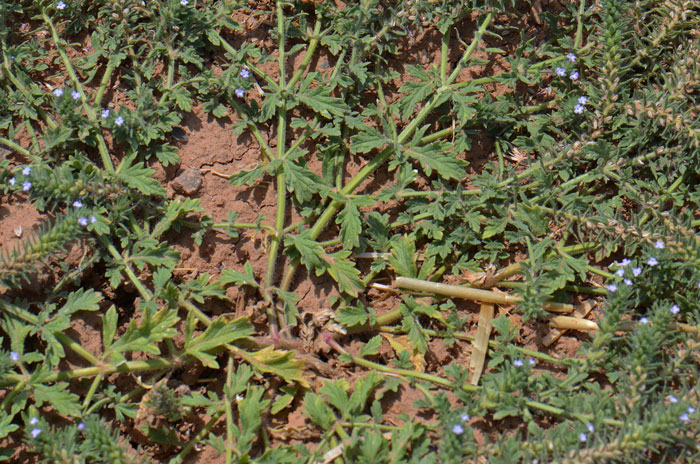 Bigbract Verbena has green leaves, hairy, serrated and lobed, often pinnately lobed. Verbena bracteata